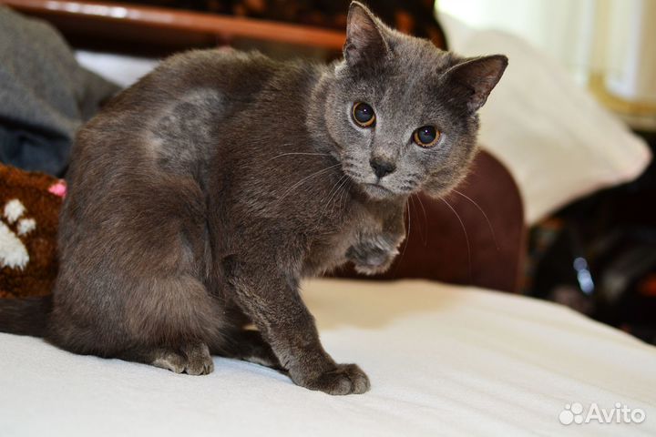 Отдам в добрые руки