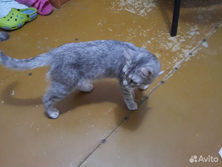 Кошка в дар