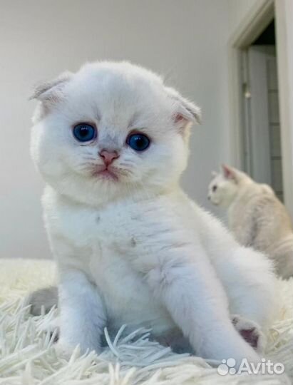 Продаются котята шотландцы шиншилла серебро