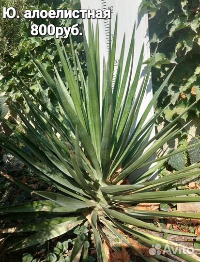 Юкка садовая алоелистная