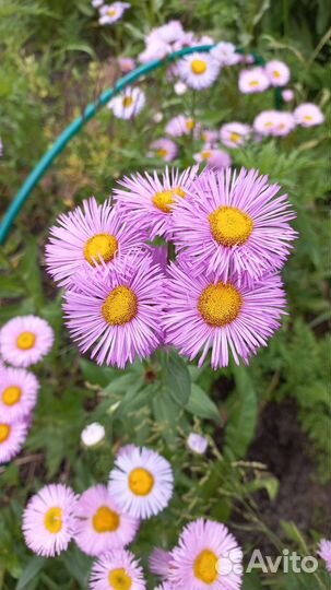 Мелколепестник саженцы