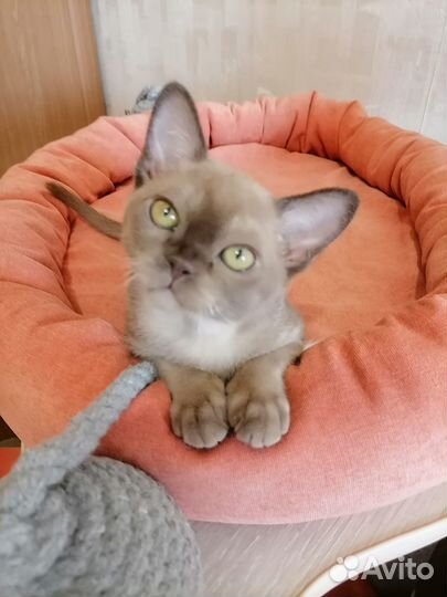 Котята европейской бурмы