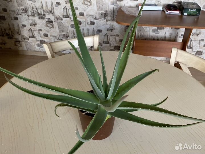 Алоэ лечебный