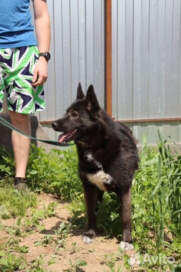 Ассоль ищет дом