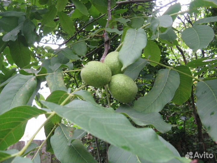 Саженцы грецкого ореха