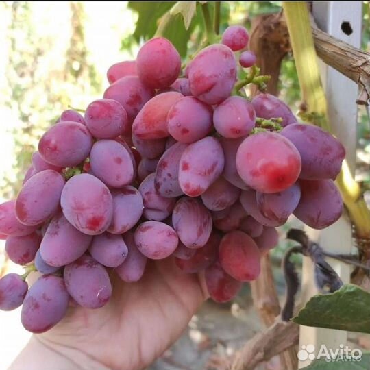 Саженцы и черенки винограда