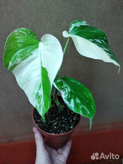 Монстеры; сциндапсусы; эпипремнумы; филодендроны