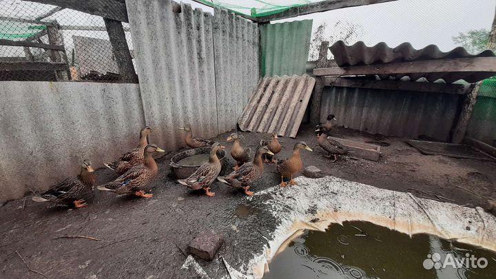 Утки подсадные для охоты
