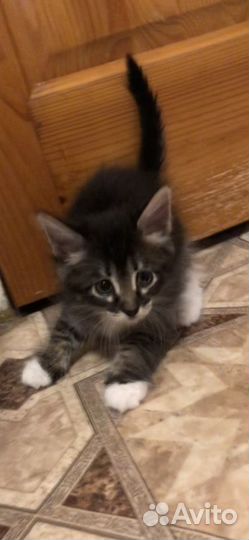 Котенок девочка в добрые руки
