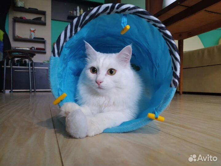 Кошка турецкая ангора в добрые руки