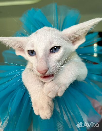 Ориентальные котята