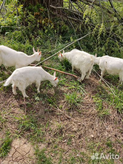Козлята