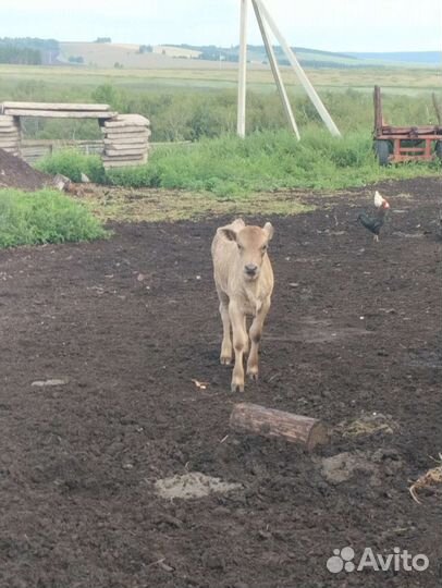 Корова с теленком