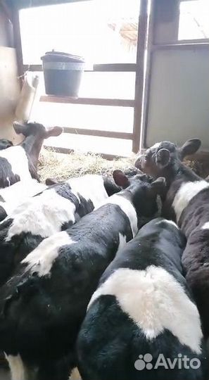 Бычки и телята