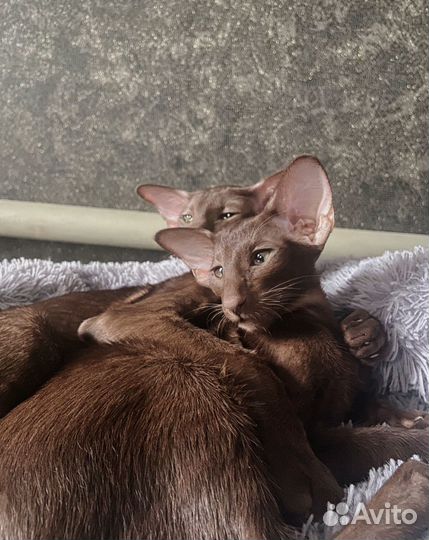 Ориентальные котята