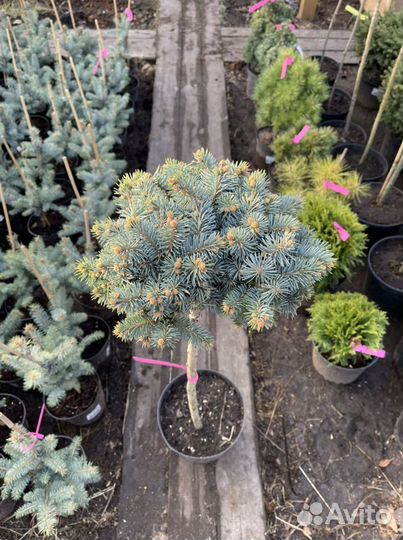 Ель голубая шар на штамбе