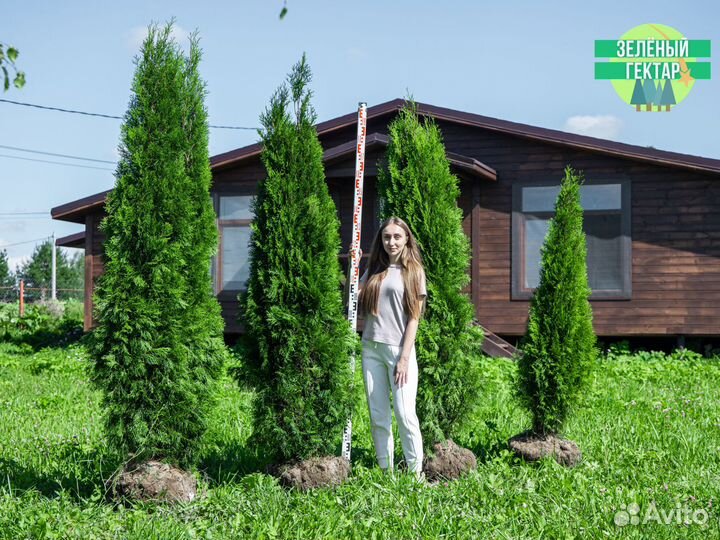 Туи смарагд 2 м свежая копка 2023