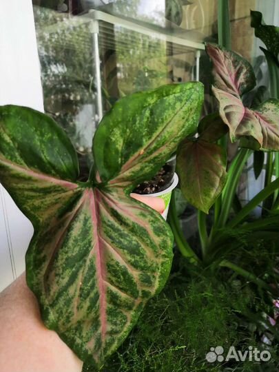 Комнатные цветы: сингониумы, сциндапсус и др