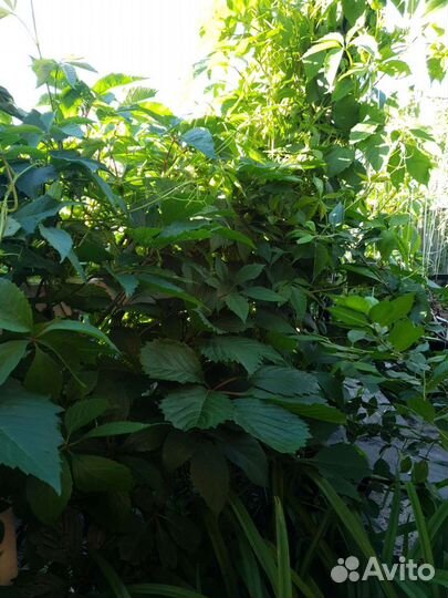 Саженцы 5-листовый девичий виноград