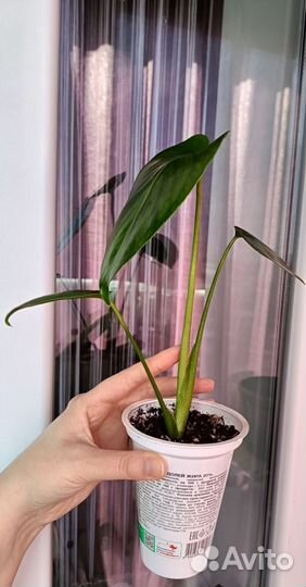 Комнатные цветы