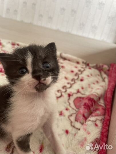 Котята в добрые руки девочки