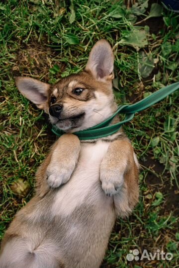 Щенок-девочка