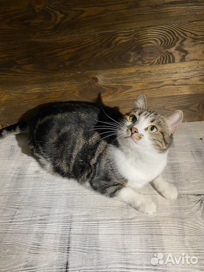 Американская короткошерстная кошка