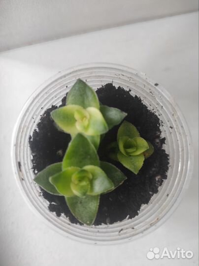 Крассула, кактусы