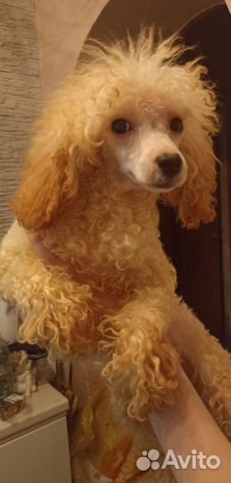 Той-пудель девочка