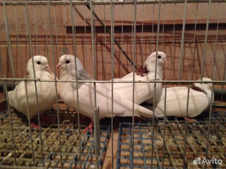 Голуби. Пермские белоголовые, Гривуны ижевские