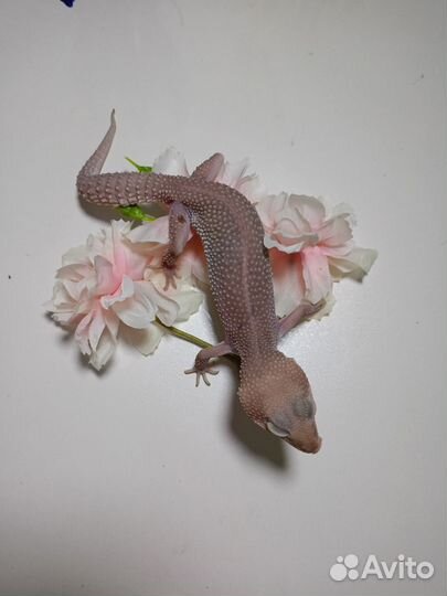 Ящерица эублефар