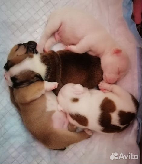 Английский бульдог