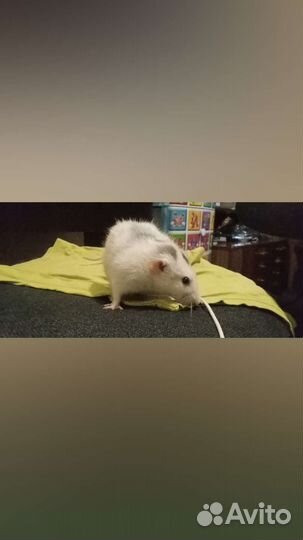 Крыса в добрые руки