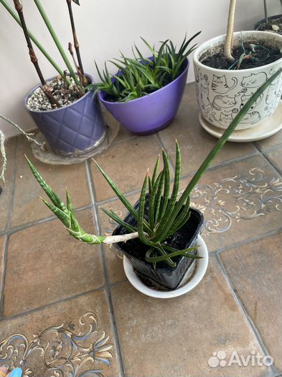 Сансевиерия францизи