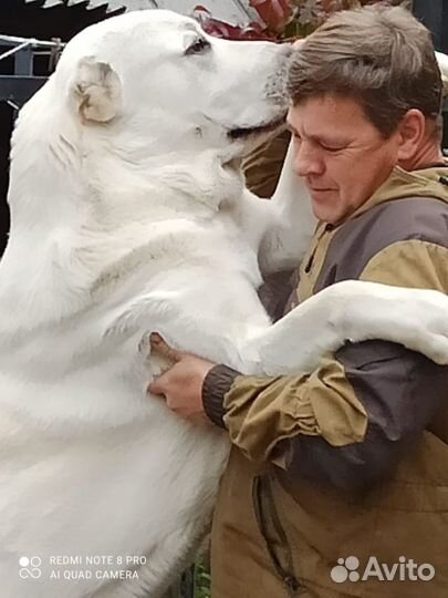 Алабай(вязка)