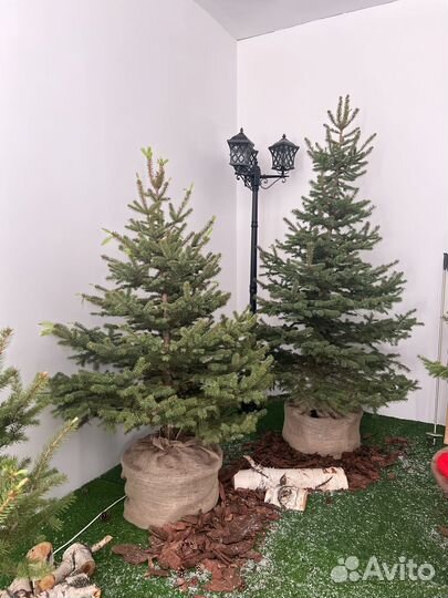 Ель живая для посадки