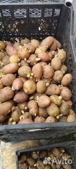 Семенной картофель