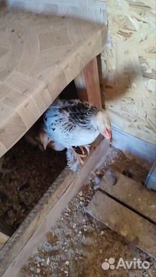 Молодые петушки