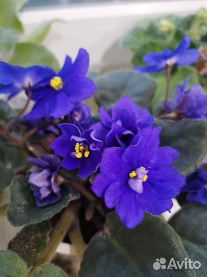 Листочки, Детки, стартеры узамбарских фиалок