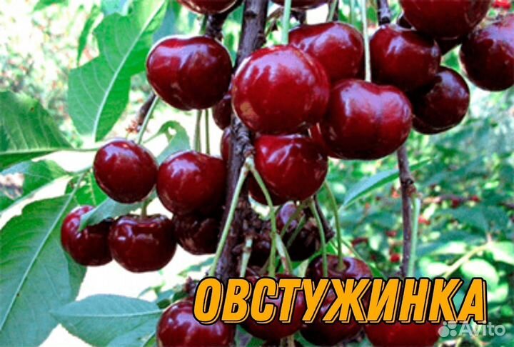 Саженцы черешни