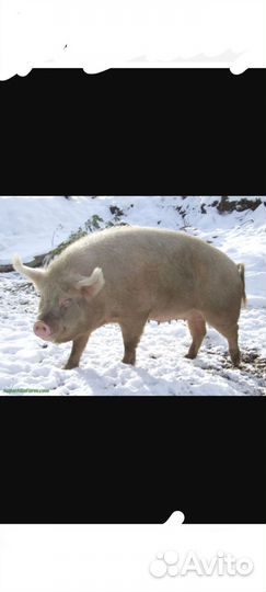 Хряк рабочий