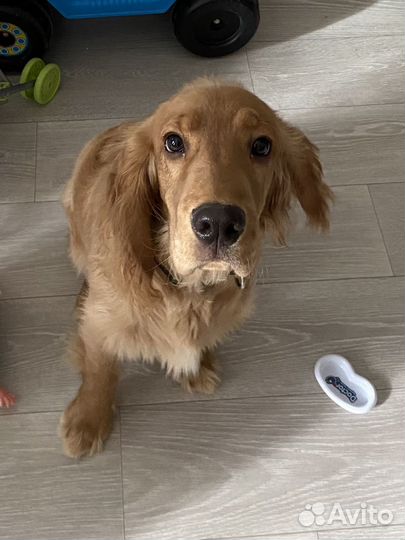 Кокер спаниель