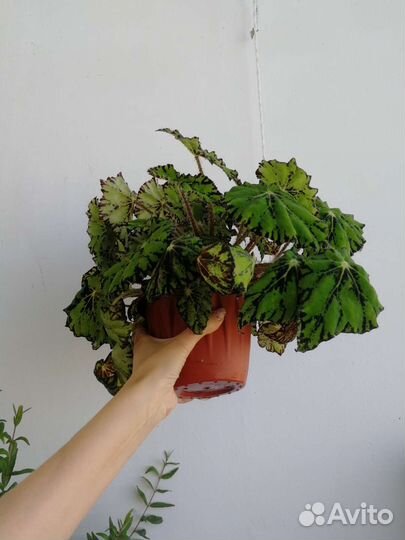 Растения комнатные