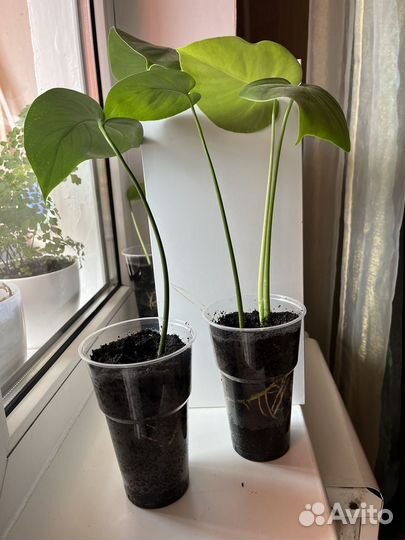 Комнатные растения