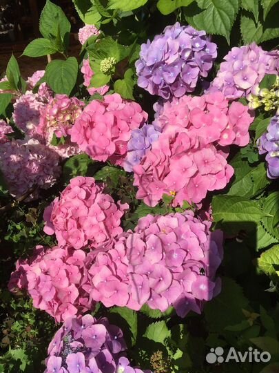 Гортензии метельч, крупнолистн, древовидные