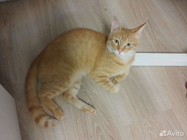 Рыжий котенок в добрые руки бесплатно