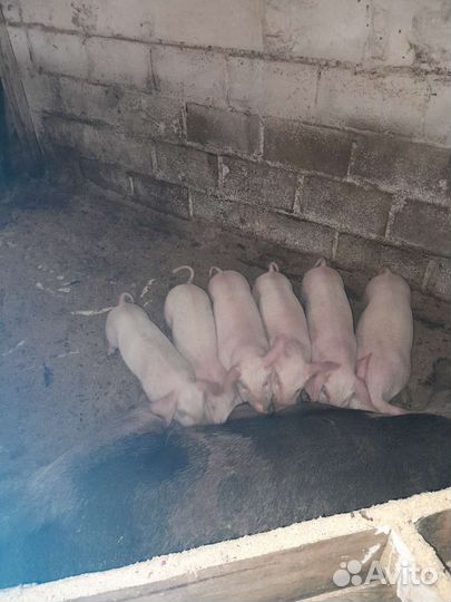 Поросята