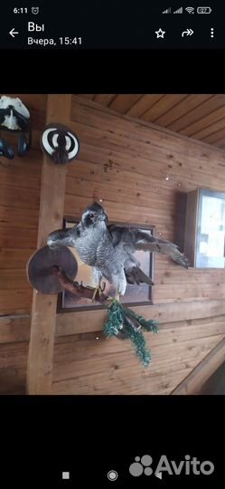 Чучело птицы