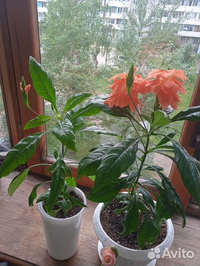 Кроссандра