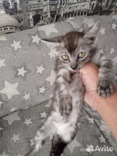 Котята в дар